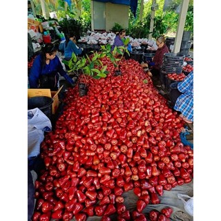 Cây 🌲 Mận An Phước