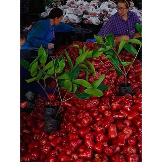 Cây 🌲 Mận An Phước