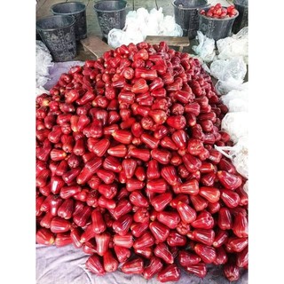 Cây 🌲 Mận An Phước