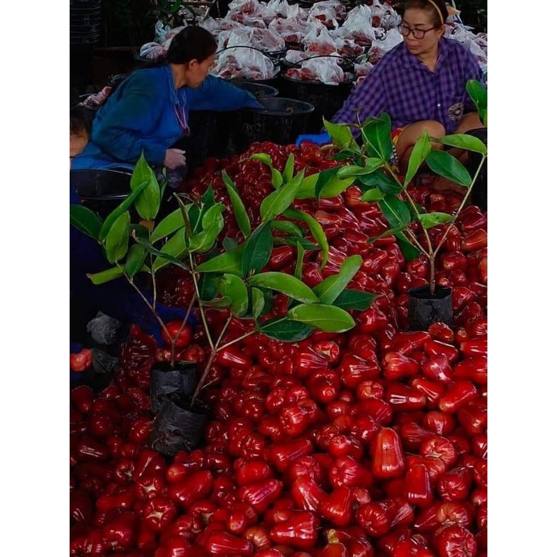 Cây 🌲 Mận An Phước