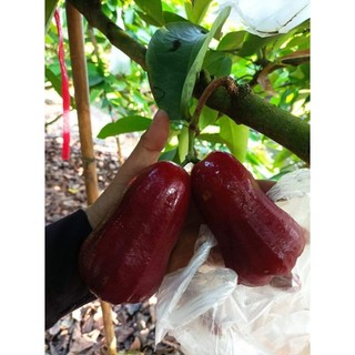 Cây 🌲 Mận An Phước
