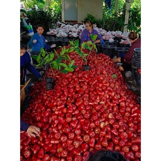 Cây 🌲 Mận An Phước