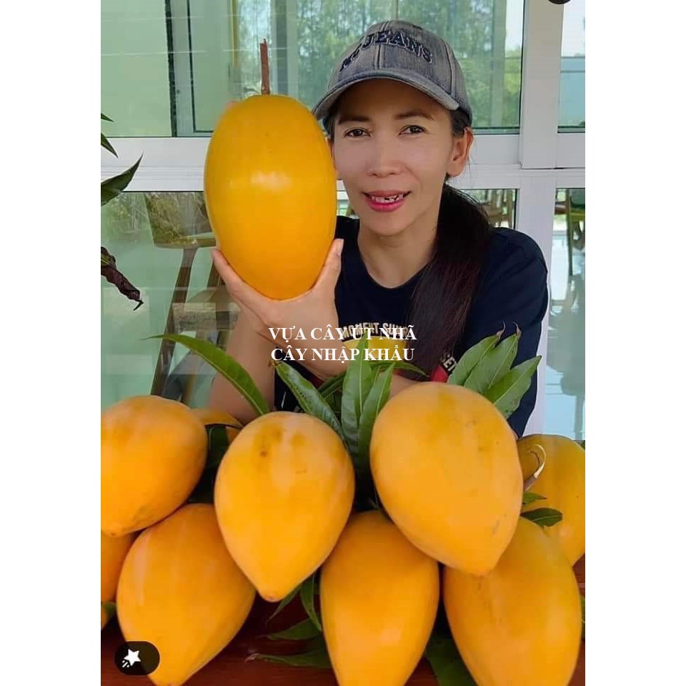 Cây giống Lekima khổng lồ