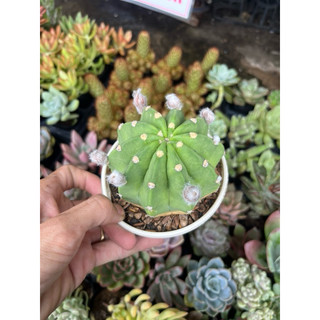 xương rồng echino đang nụ