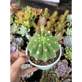 xương rồng echino đang nụ