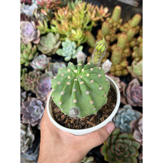 xương rồng echino đang nụ