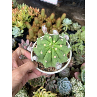 xương rồng echino đang nụ