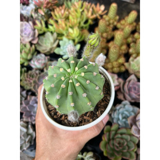 xương rồng echino đang nụ