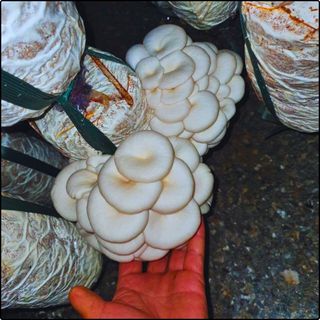 Phôi nấm Sò thái (1 kiện 16 bịch)