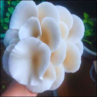 Phôi nấm Sò thái (1 kiện 16 bịch)