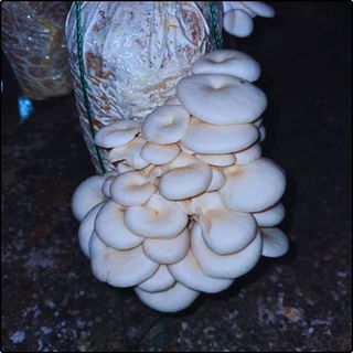 Phôi nấm Sò thái (1 kiện 03 bịch)