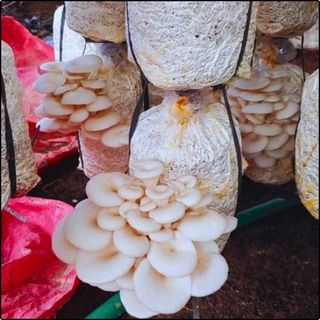 Phôi nấm Sò thái (1 kiện 03 bịch)