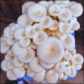 Phôi nấm Sò thái (1 kiện 03 bịch)