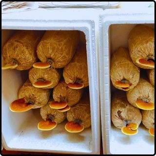 Phôi nấm Linh chi (01 kiện 06 bịch nấm)