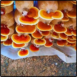 Phôi nấm Linh chi (01 kiện 10 bịch phôi)
