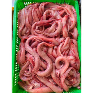 1kg Cá Ninja - Cá mút đá (hoả tốc tphcm)