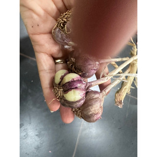 1kg Tỏi tía Bản Nga Noi dân tộc
