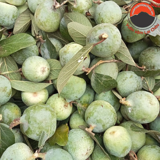 Quả trâu cổ tươi, quả già (1kg) rừng tự nhiên Tây Bắc, vương bất lưu hành, mắc búp tươi sấy khô giúp bổ thận tráng dương