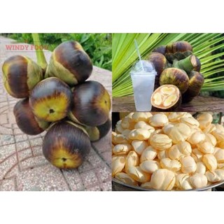 100gr Thốt nốt sấy dẻo