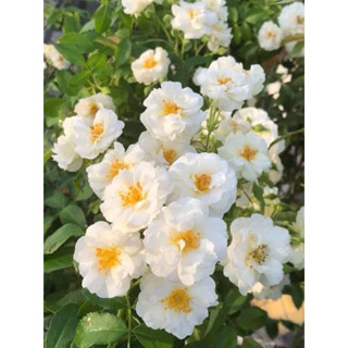 Hoa hồng leo Friendship of Strangers (chỉ hỗ trợ ship Miền Nam, do cây không ship xa được)