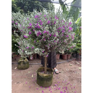 Cây tuyết sơn phi hồng đang hoa cây to
