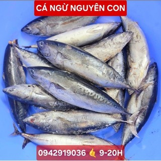 500gr/1kg cá ngừ nguyên con đông lạnh không mạ đá