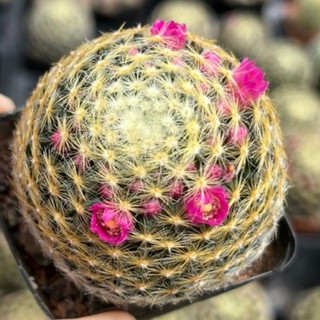 Xương rồng mami schiedeana