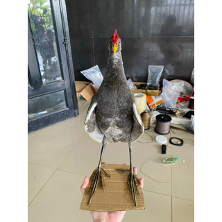 Mồi giả cúm núm, gà nước, gà đồng, cúm núm mô hình bơm keo