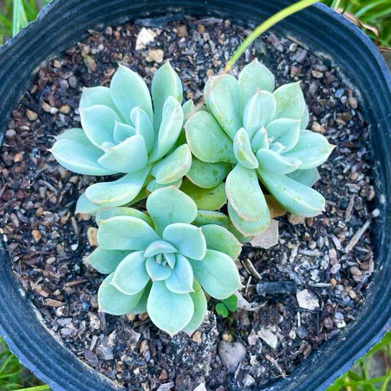 Chậu nhựa thanh lý  size 10cm