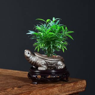 Chậu bonsai hình rùa gốm sứ tặng kèm đế