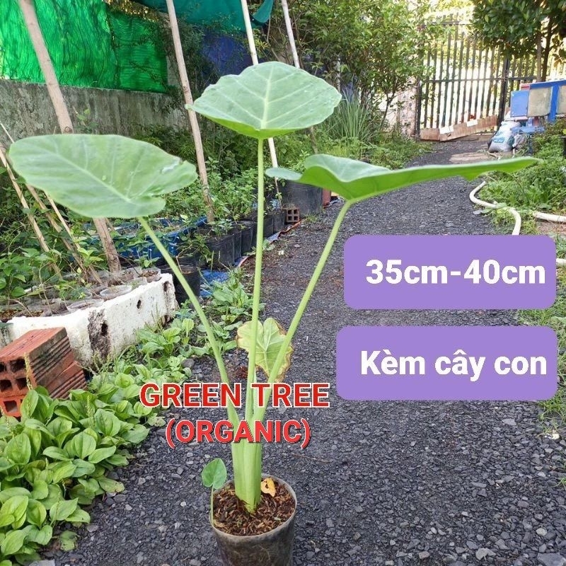 Cây giống bạc hà(dọc mùng)
