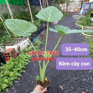 Cây giống bạc hà(dọc mùng)