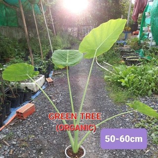 Cây giống bạc hà(dọc mùng)
