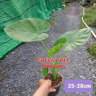 Cây giống bạc hà(dọc mùng)