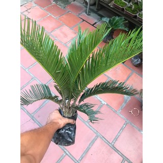 Cây vạn tuế bonsai mini