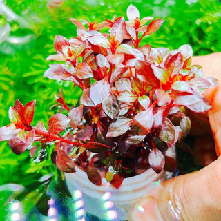 Cây thủy sinh tân đế tài hồng 1 bó tầm 10 15 ngọn