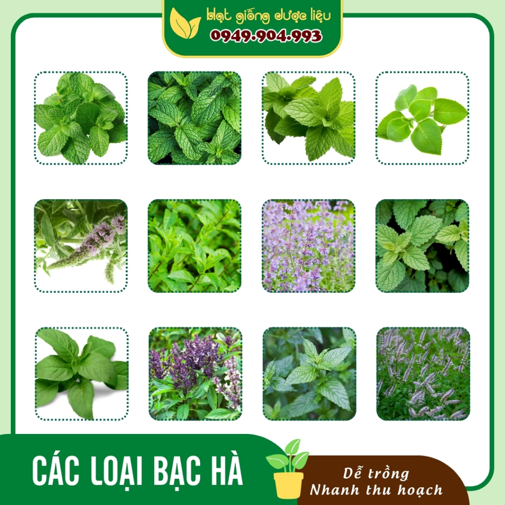 Hạt giống Bạc Hà Spearmin/ Bạc Hà Chanh/ Húng Chanh/ Húng Bạc Hà