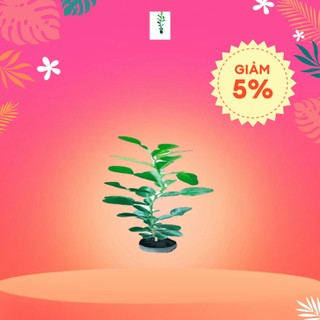 Cây chanh thái. cây chúc. 1 cây giống