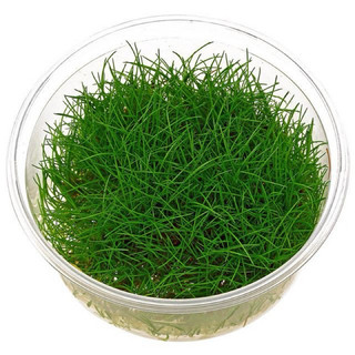 cỏ Thủy Sinh Ngưu Mao Chiên -  - Cây Tiền cảnh trải nền