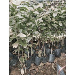 Mai con quấn rễ 10 cây 35k