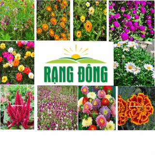 Hạt giống hoa cúc/vạn thọ/10 giờ/mào gà thương hiệu Rạng Đông