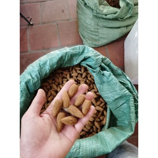 nụ trầm bách xanh giá sỉ