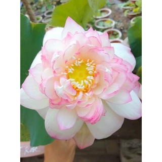 Combo 2 củ giống sen phật âm rực rỡ khoe sắc