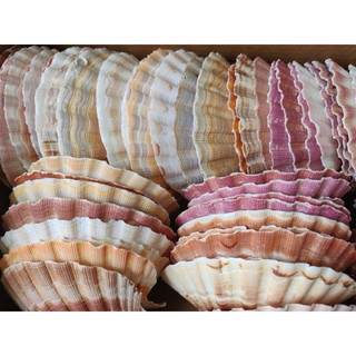1 kg vỏ sò điệp