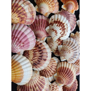1 kg vỏ sò điệp