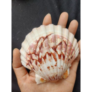 1 kg vỏ sò điệp