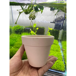 Chậu sứ đất nung trắng sữa trồng cây