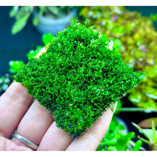 vỉ rêu mini pelia 5x5 trang trí hồ thuỷ sinh