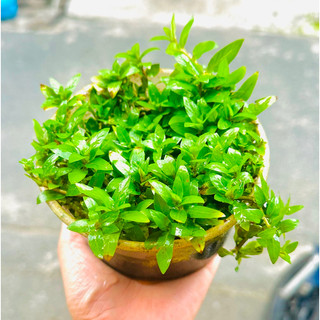 cây thuỷ sinh rau thơm - trang trí bể cá thuỷ sinh