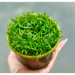 cây thuỷ sinh trải nền cỏ đỏ - trang trí bể cá thuỷ sinh